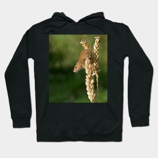 Harvest mouse on an ear of wheat Hoodie